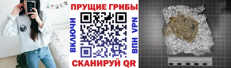 hydra   Княгинино  Псилоцибиновые грибы Cubensis 